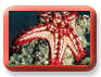 starfish