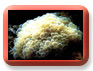 corals