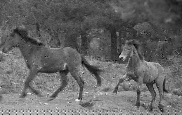 No ser�n burros