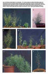 All About Andrographis