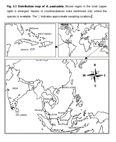 Distribution of Andrographis paniculata Nees