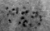 Cytology of Andrographis