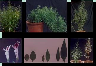 All About Andrographis paniculata