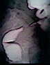 N-colon a3.jpg
