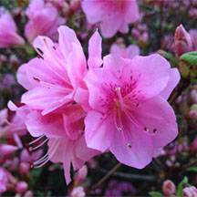 pinkflowers