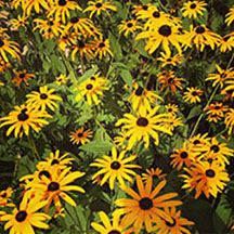 yelloflowers