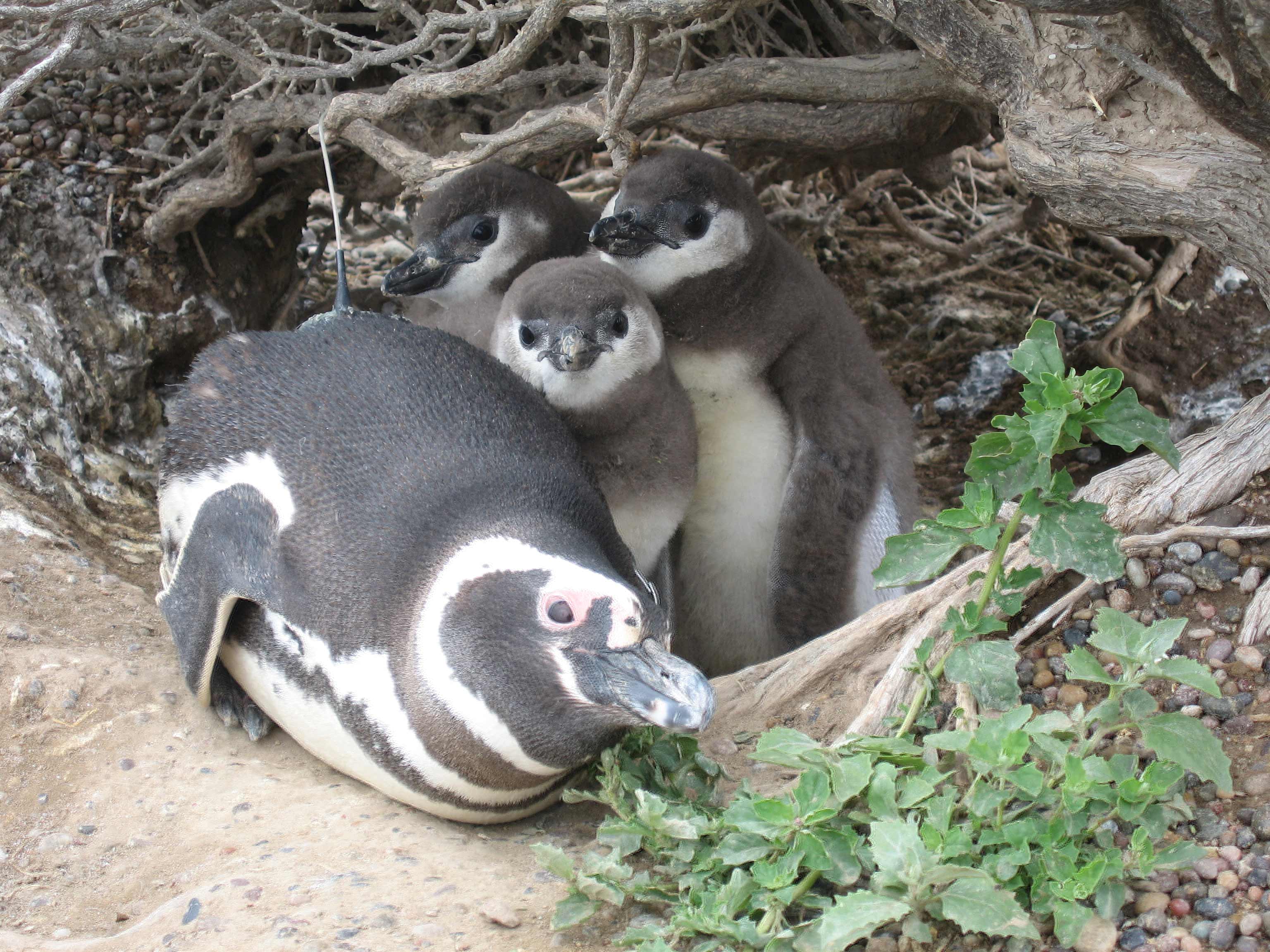 Pinguinos_ observe una antena cerca de la cola del pinguino 