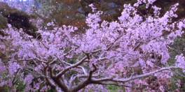 Cerezos en flor