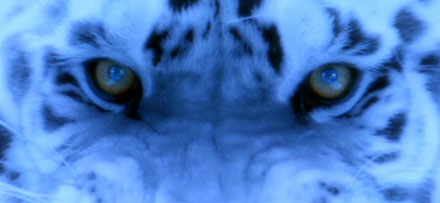 Katsumoto visualiza a un tigre blanco