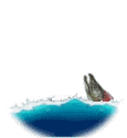 fish jumping 