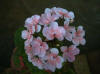 46_flower01.jpg (29104 bytes)