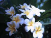 47_flower02.jpg (26683 bytes)
