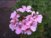 48_flower03.jpg (30761 bytes)