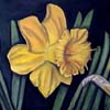 L�rio Amarelo