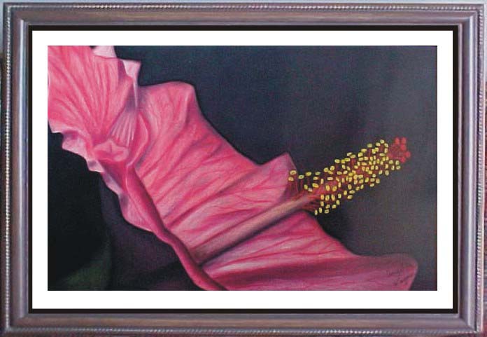 Hibiscus
