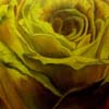 Rosa Amarela