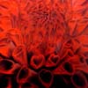 Cris�ntemo Vermelho