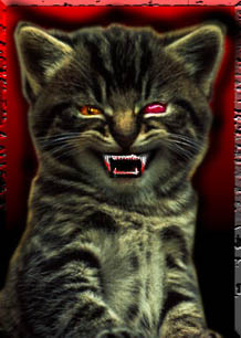 Vampire kitten