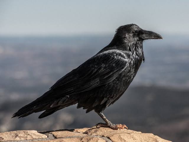 burung