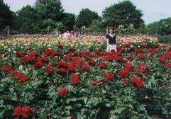 roses and Mamiko