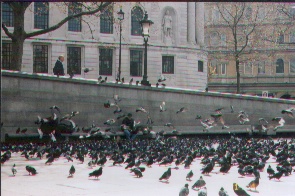 Pigeons in Trafalger Sq 