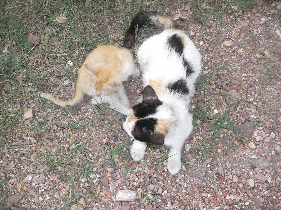 cats