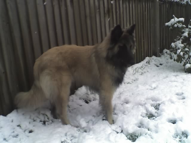 belgian shepherd in snow