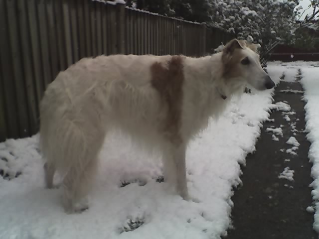 borzoi in snow