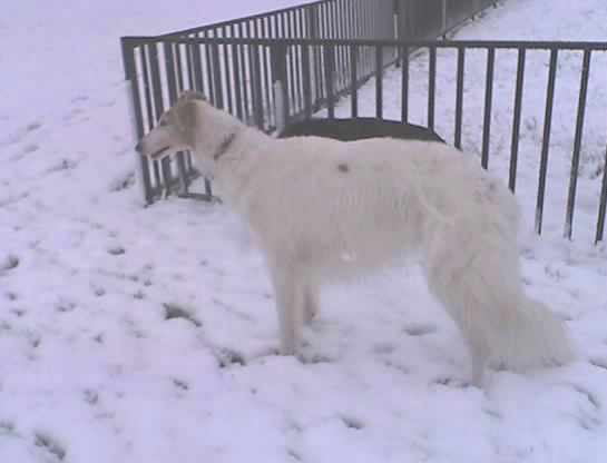 borzoi in snow