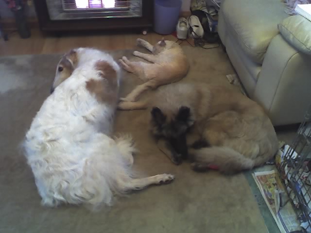 cat, borzoi, BSD by fire