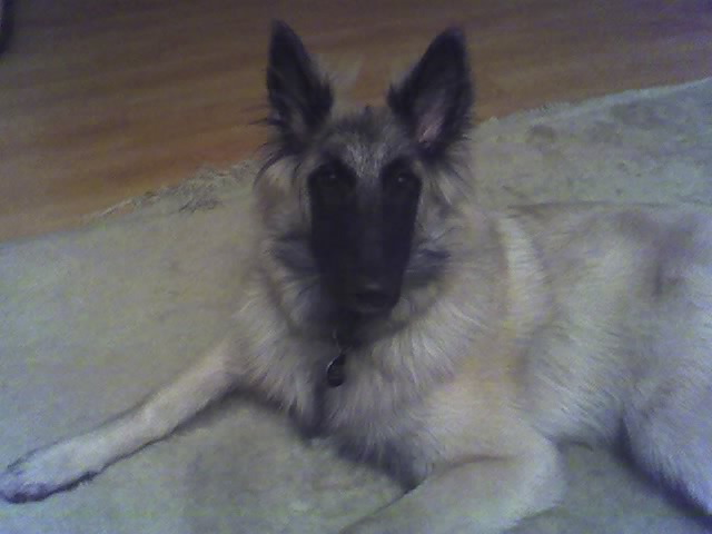 BSD 4 months