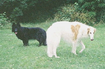 borzoi GSD in park