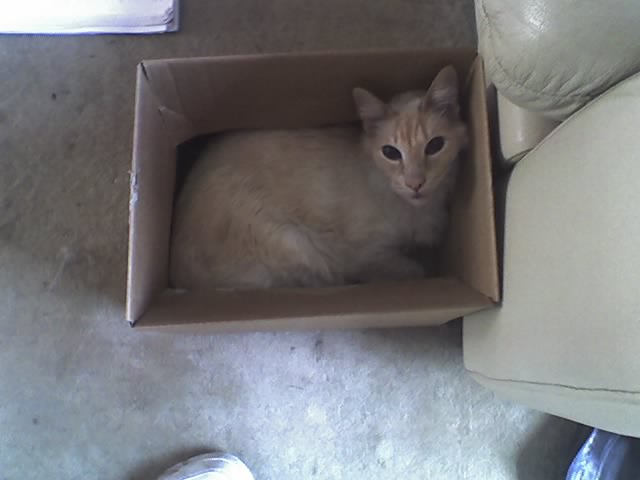 cat in box