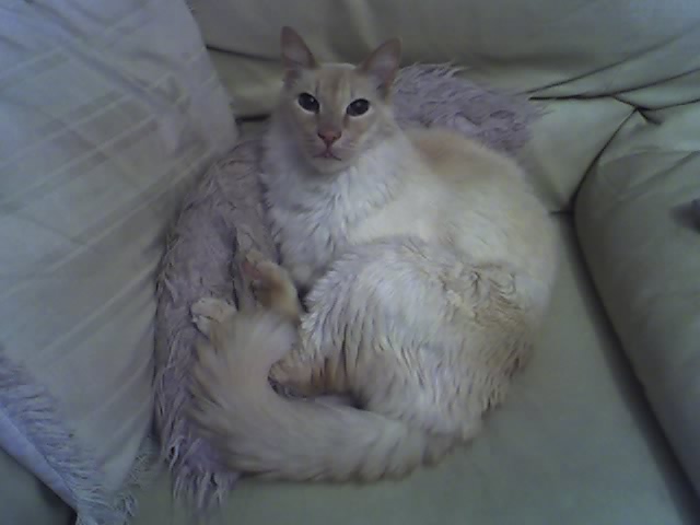 balinese cat in armchair
