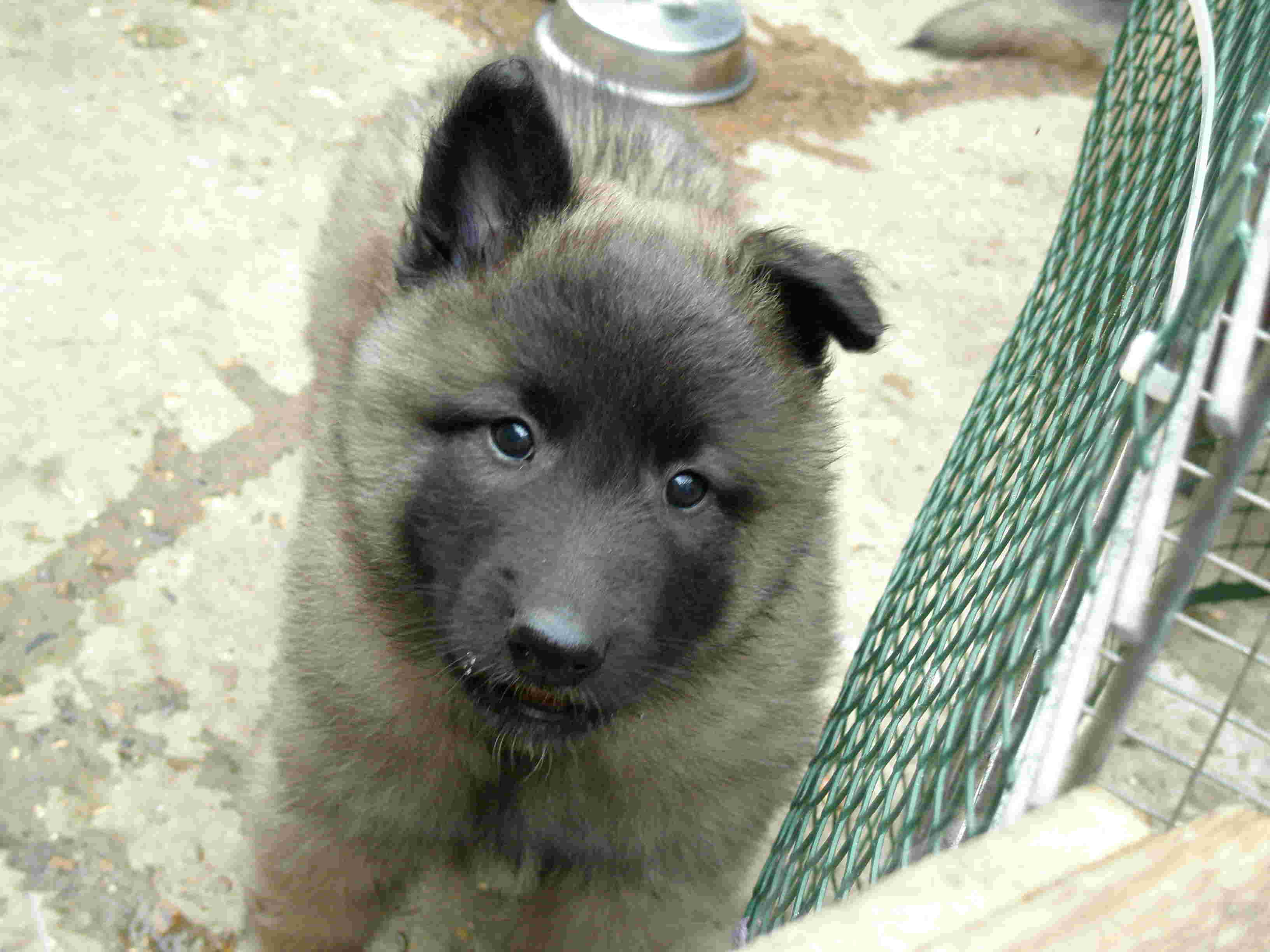 BSD 
puppy 4 weeks