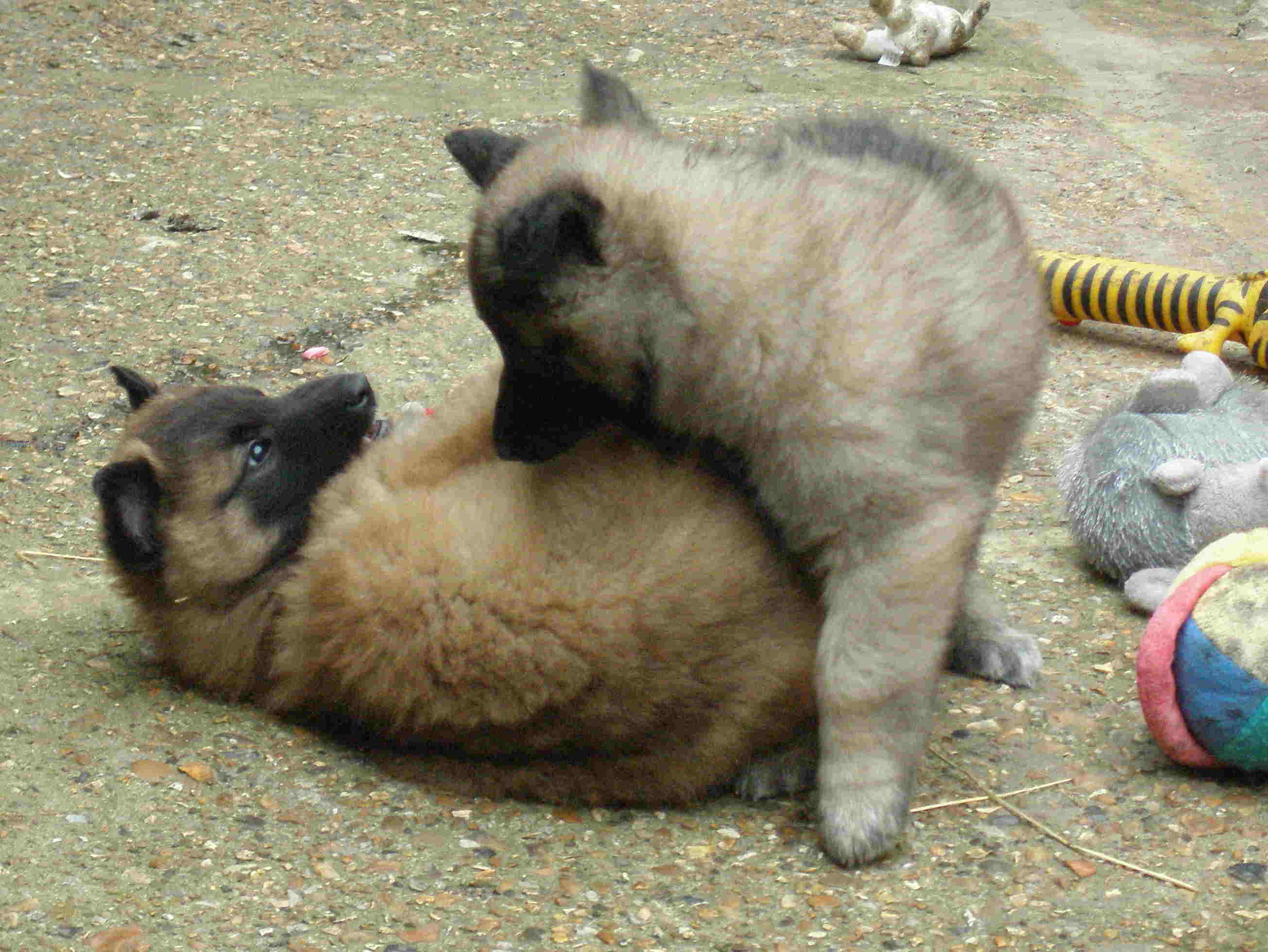 5 week BSD puppies wrestling 1