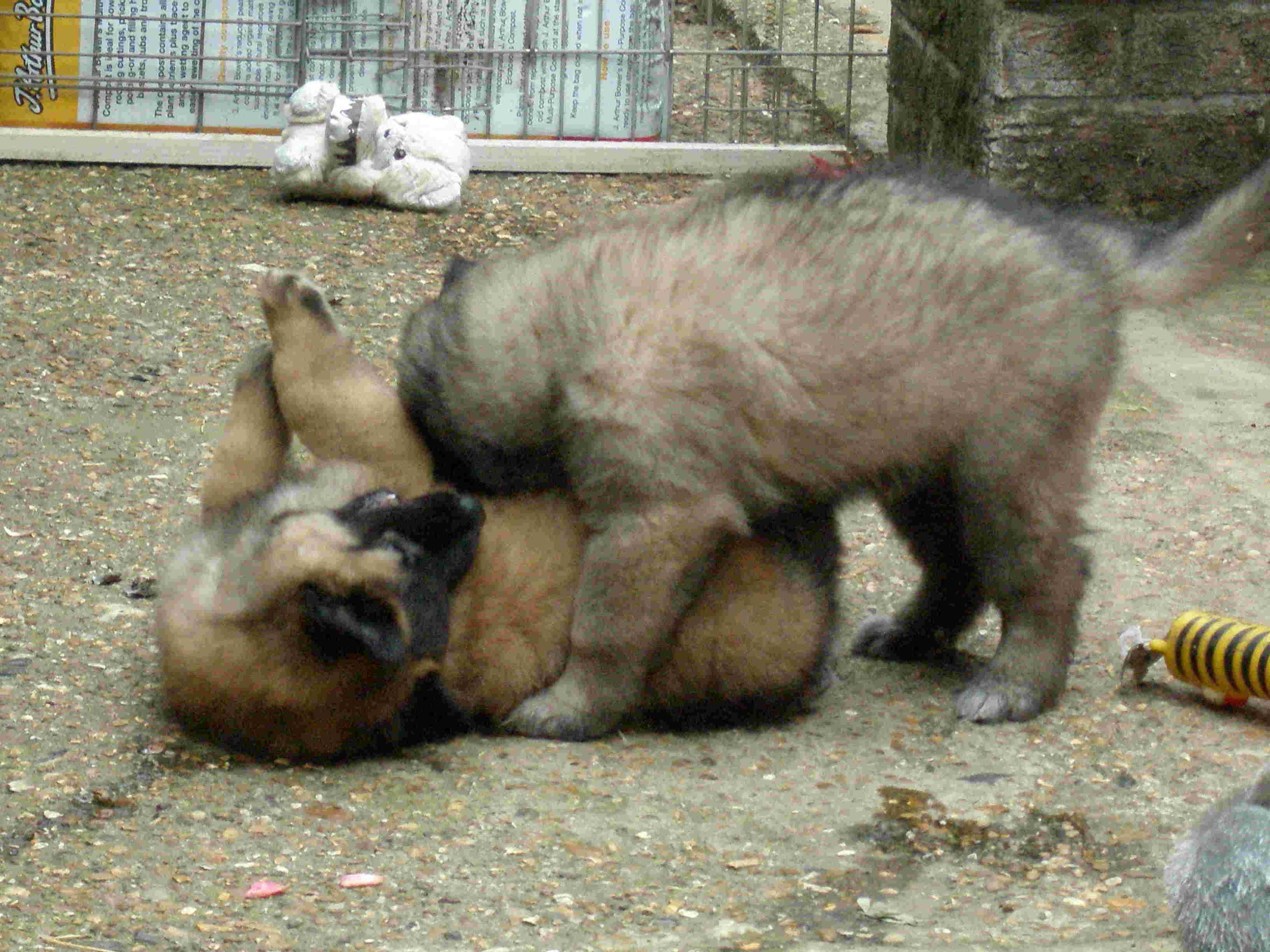 5 week BSD puppies wrestling 2