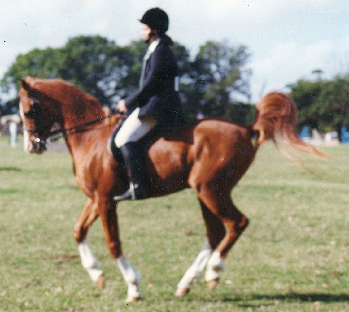 jennifer ridden arab showing class