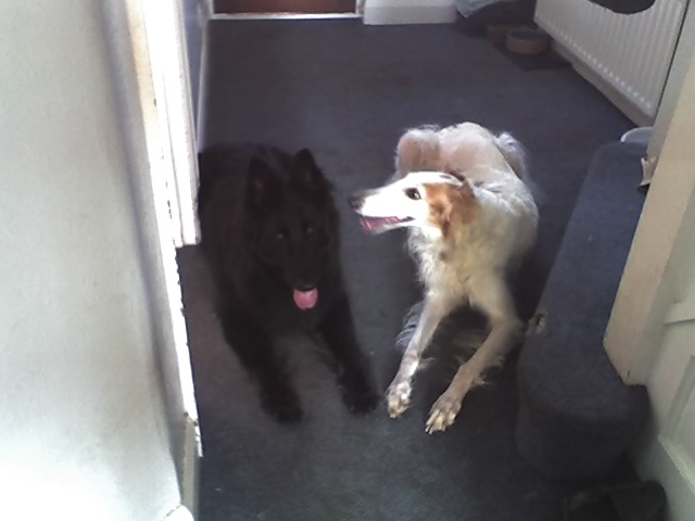 GSD Borzoi in hall