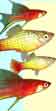 Olha a Peixaria !!! Somos a FishFamily !!!