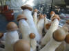 Psilocibe Cubensis (cucumelo)