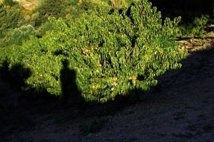 Klick f�r ein gr�sseres Bild