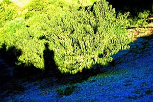 Klick f�r ein gr�sseres Bild