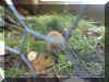 Eddie der Igel 