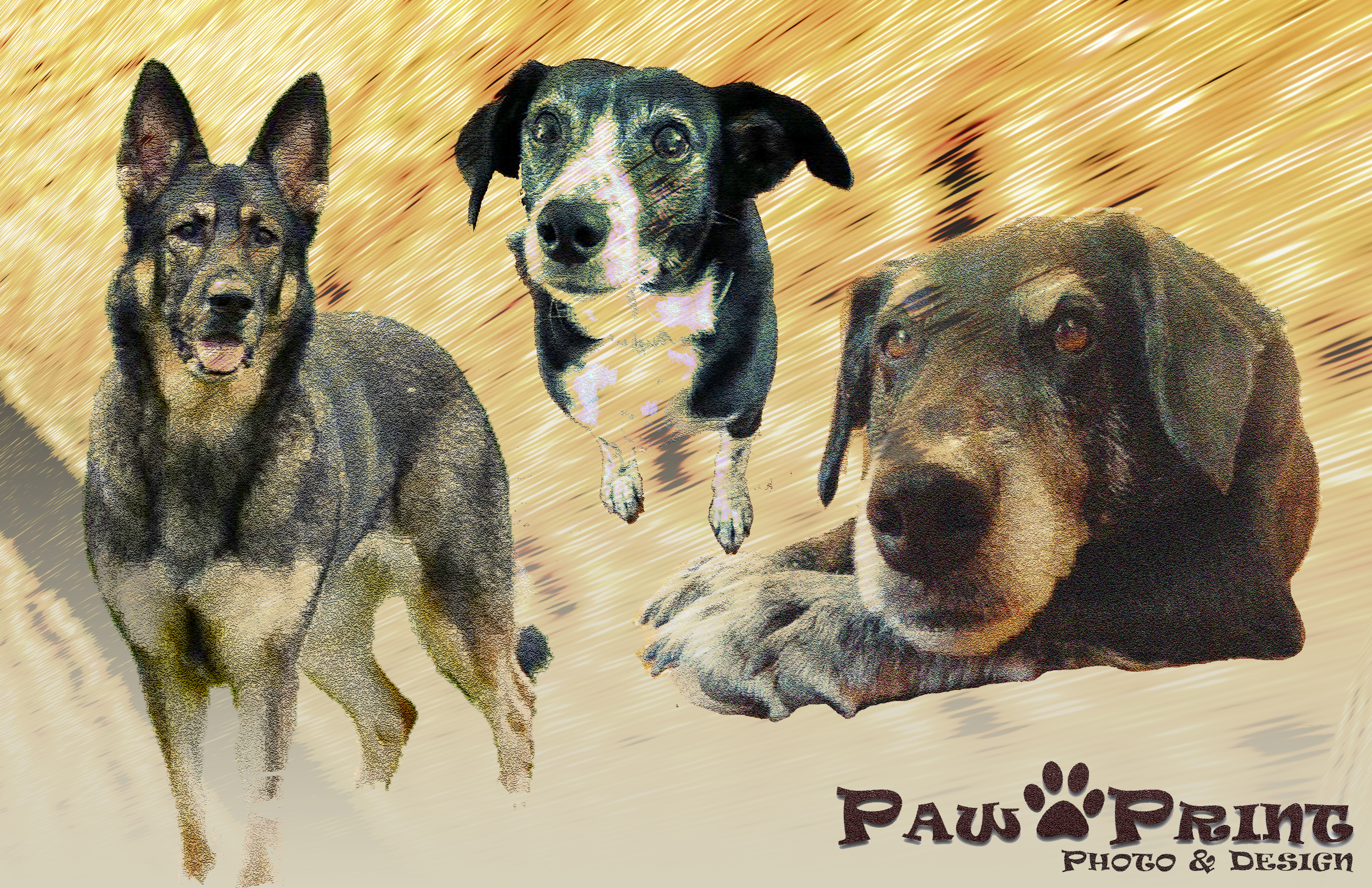 Pet Photos