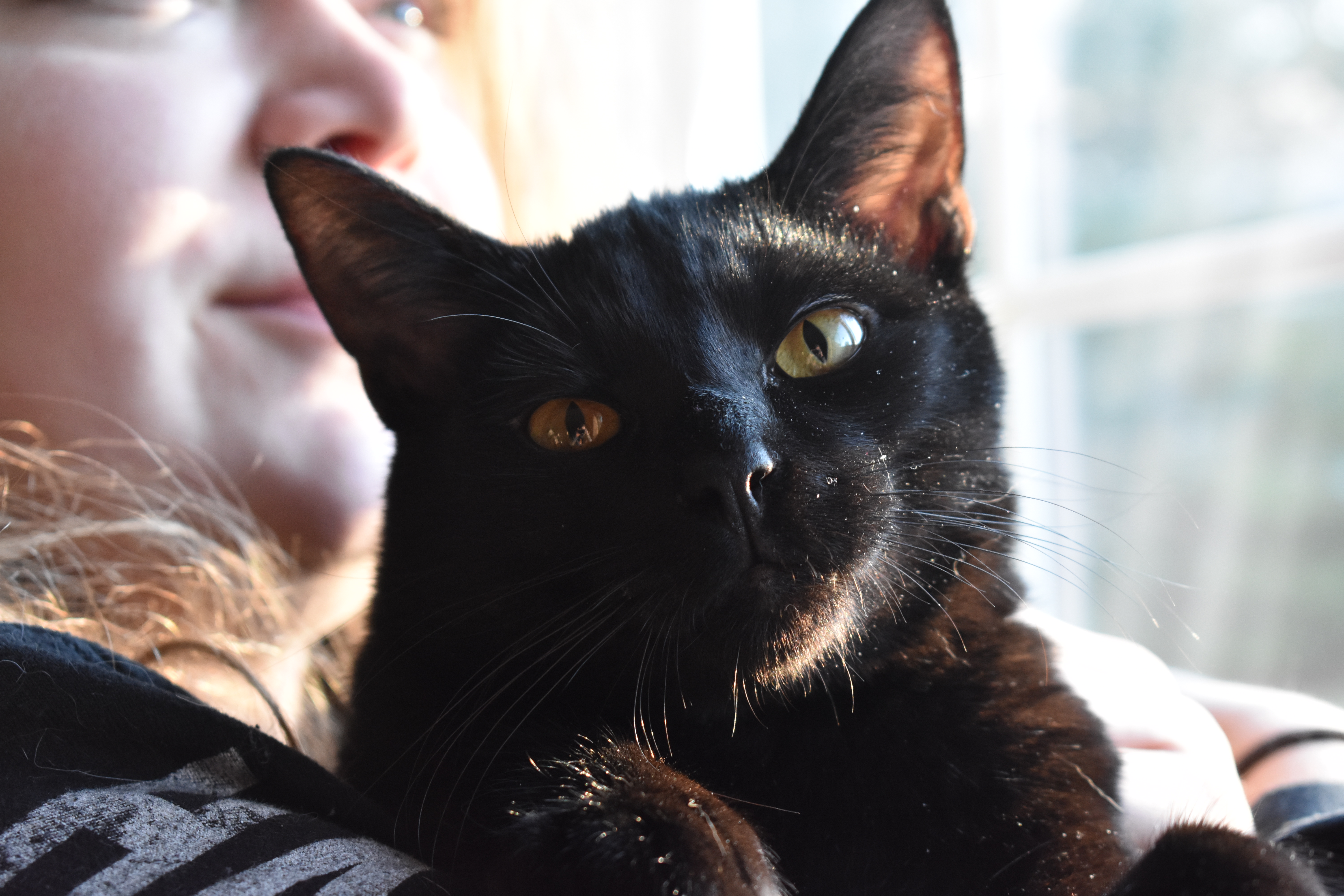 Pet Photos