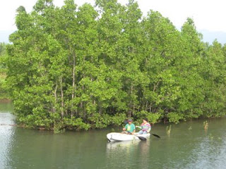 mangrove