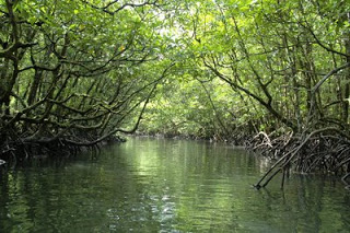mangrove