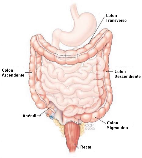Colon Image