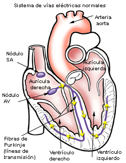 heart normal elec